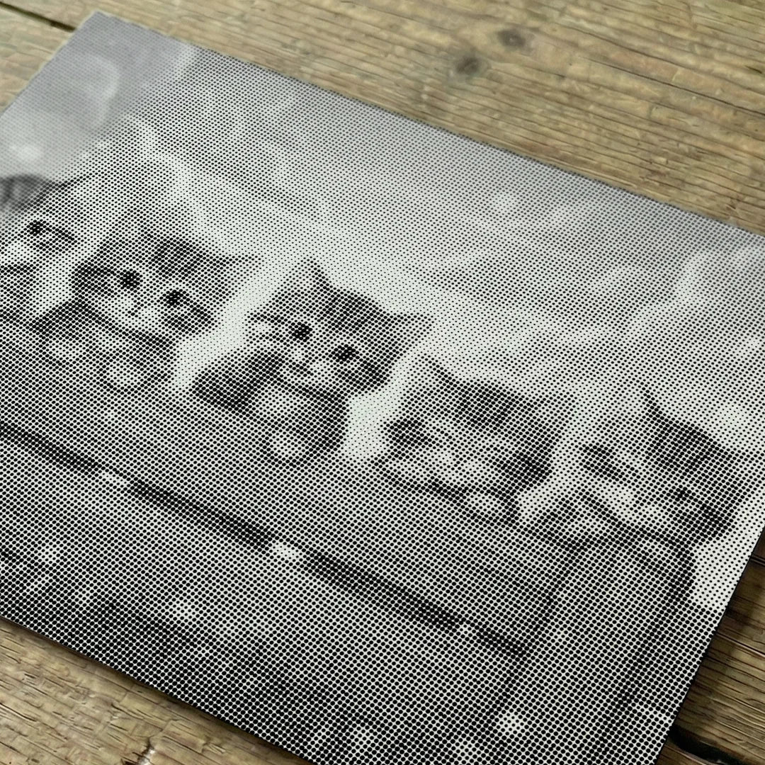 Chatons sur la peinture à points de clôture